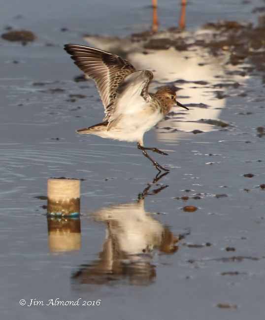 Baird's Sandpiper