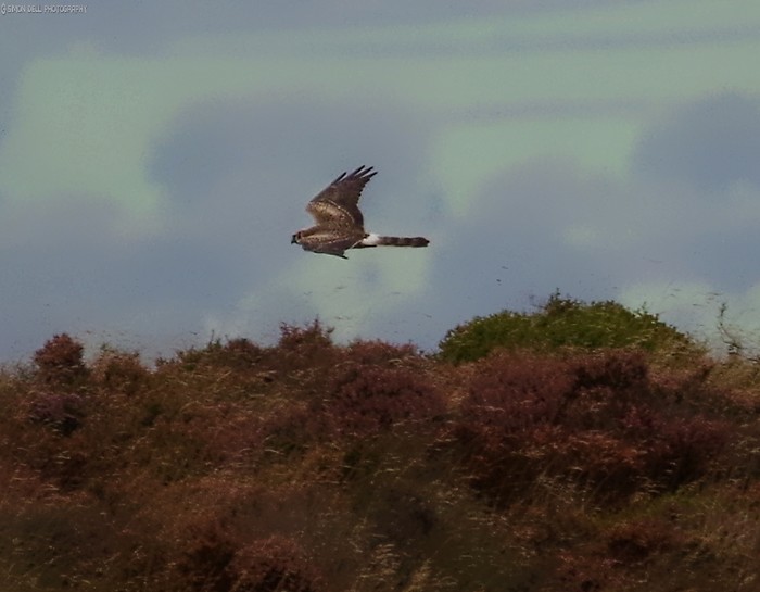 Pallid Harrier