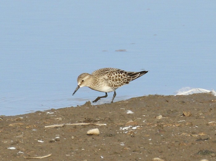 Baird's Sandpiper