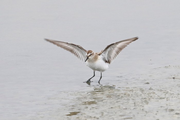 Semipalmated Sandpiper