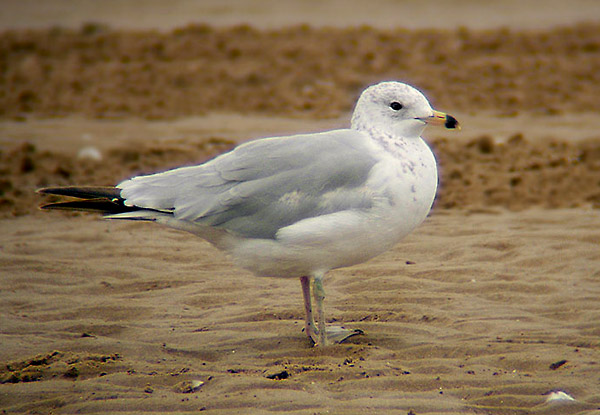 Ring-billed Gull