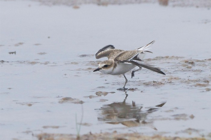 Kentish Plover