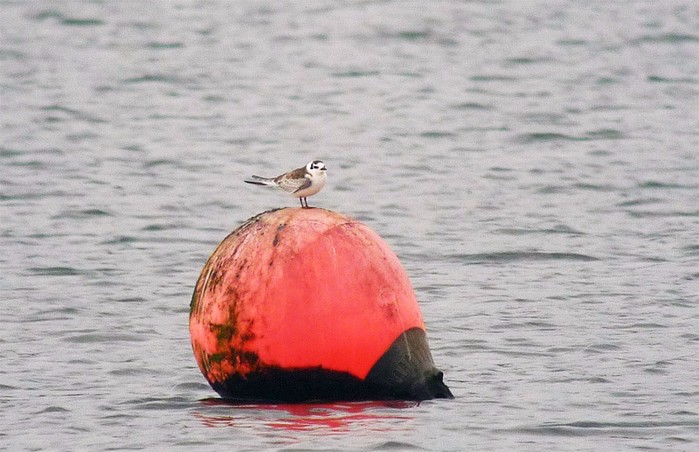White-winged Black Tern