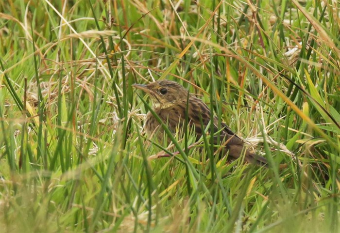 Lanceolated Warbler