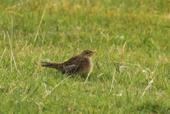 Lanceolated Warbler