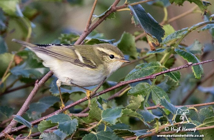 Yellow-browed Warbler
