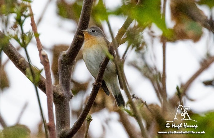 Red-breasted Flycatcher