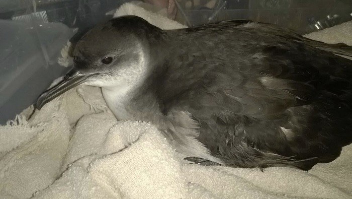 Manx Shearwater