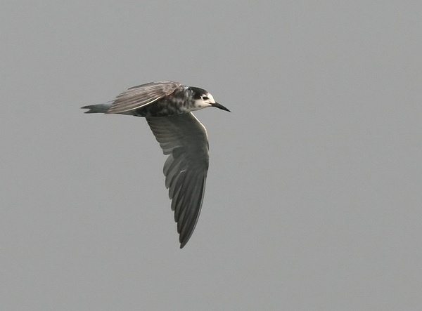 Black Tern