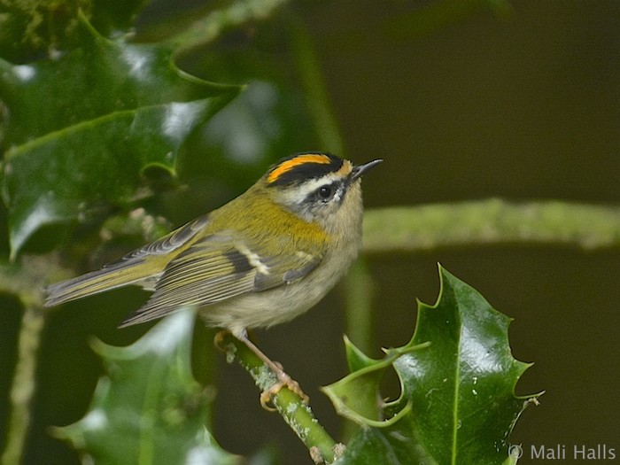 Firecrest