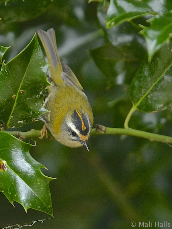Firecrest