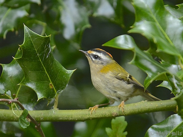 Firecrest