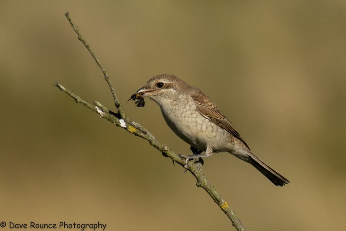 Red-backed Shrike