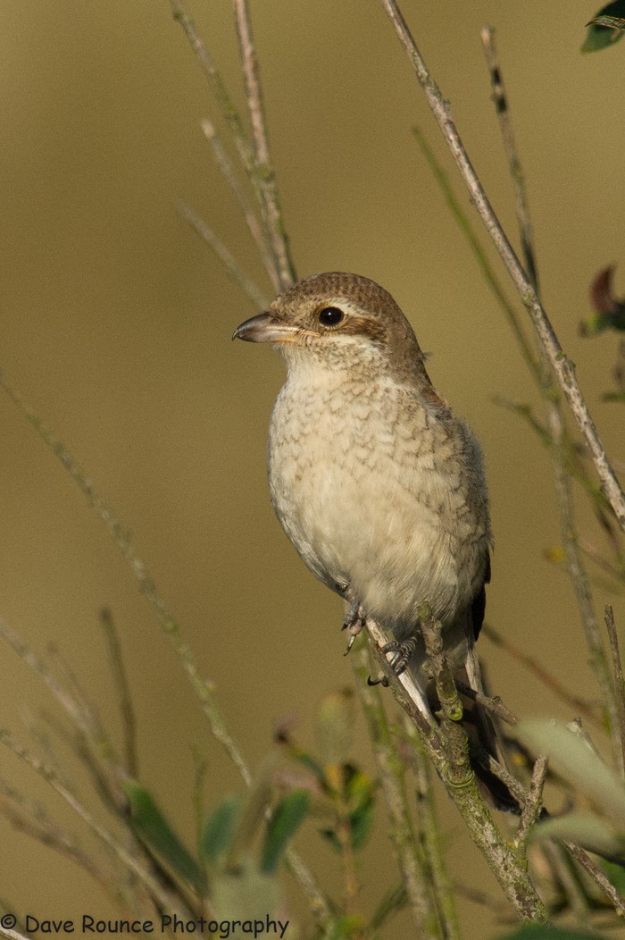 Red-backed Shrike