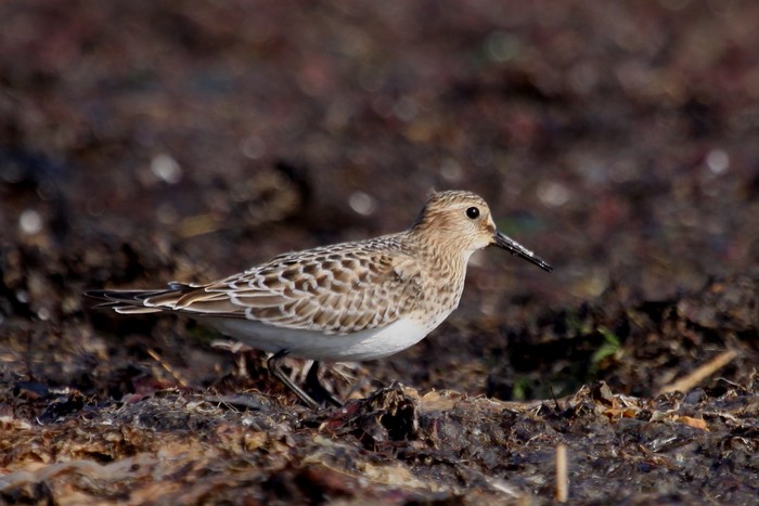 Baird's Sandpiper