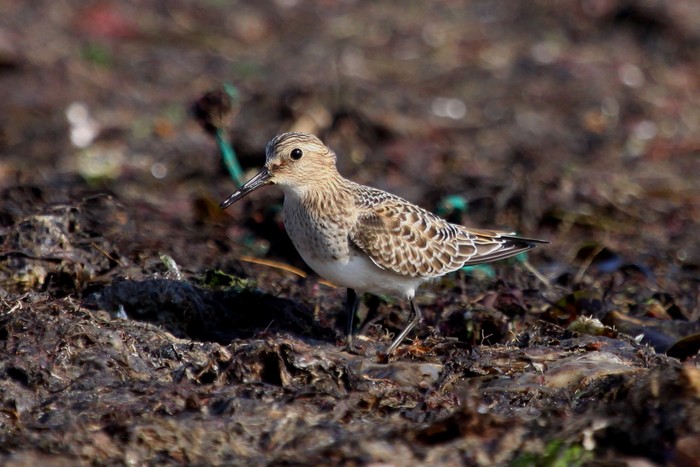 Baird's Sandpiper