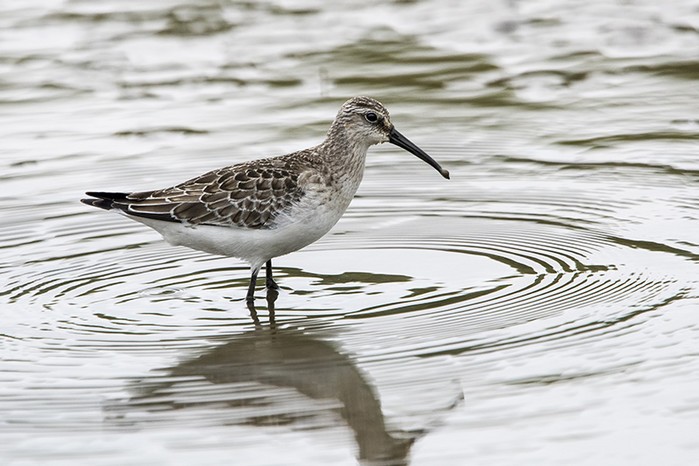 Curlew Sandpiper
