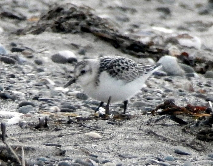 Little Stint