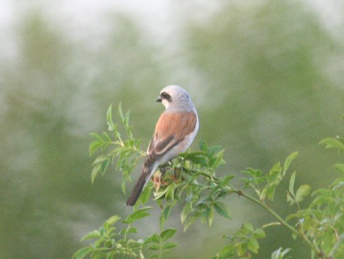 Red-backed Shrike