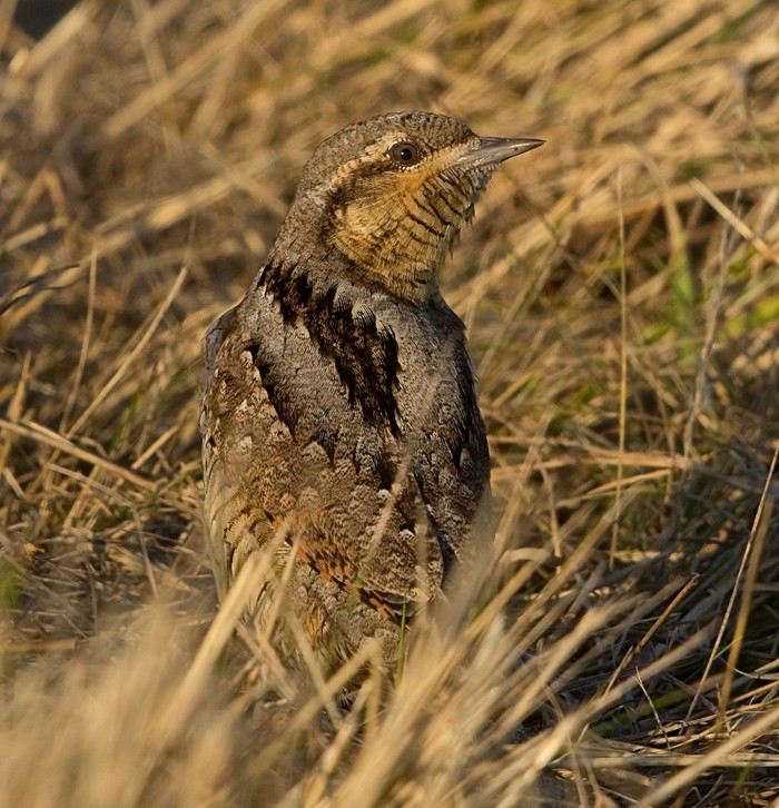 Wryneck