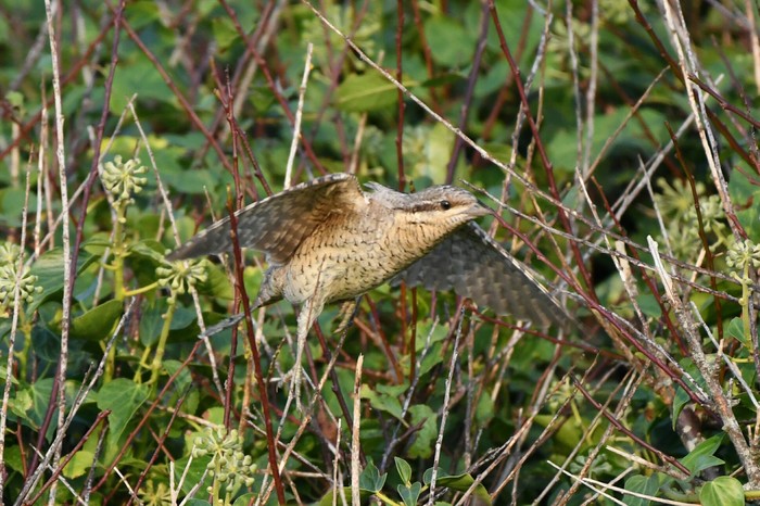 Wryneck