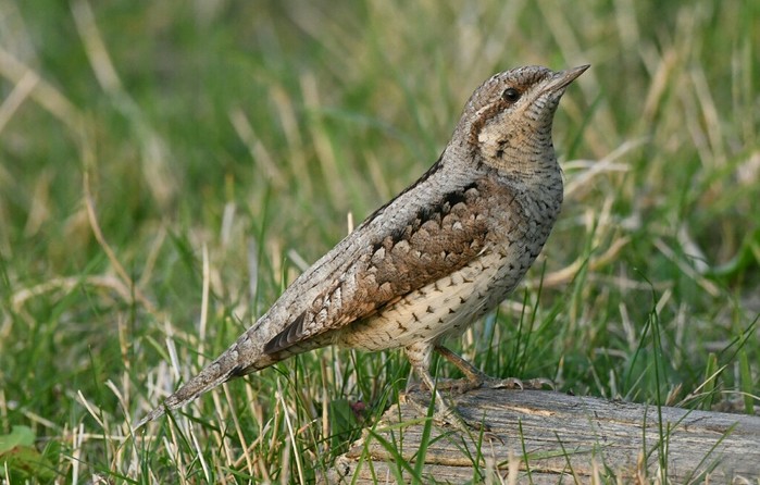 Wryneck