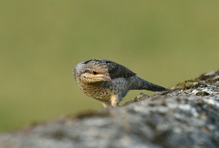 Wryneck