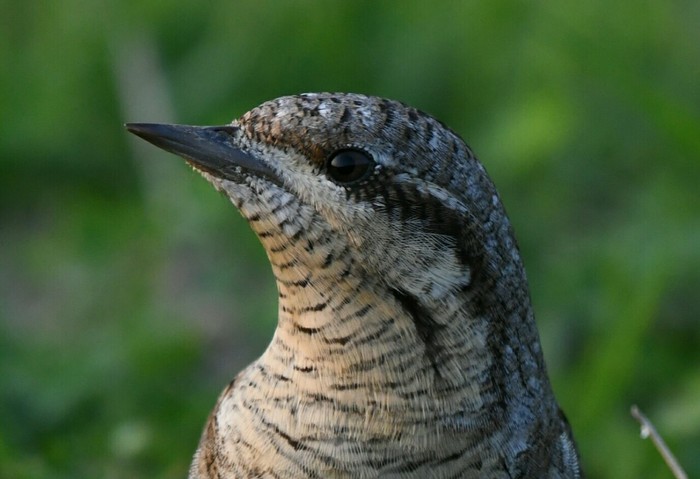 Wryneck