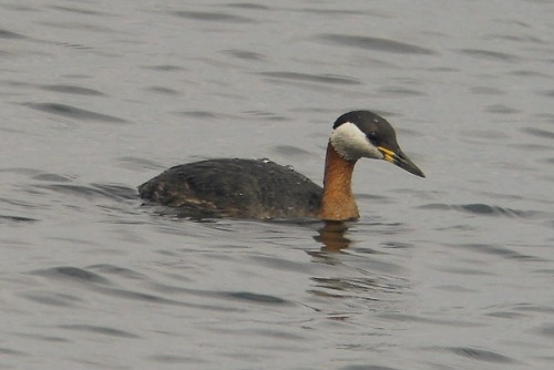 Red-necked Grebe