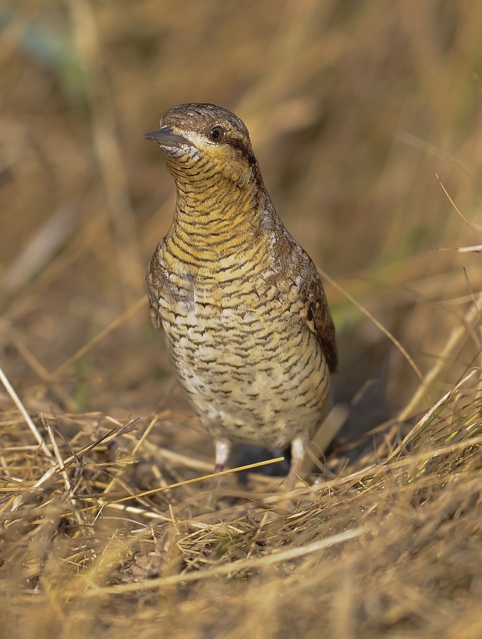 Wryneck