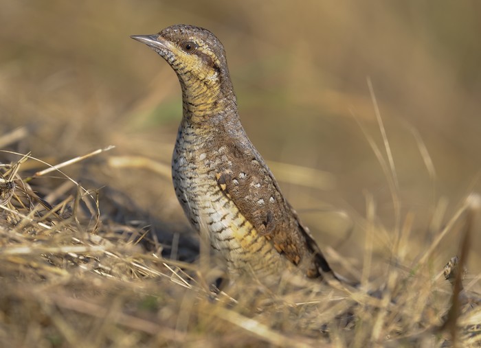 Wryneck