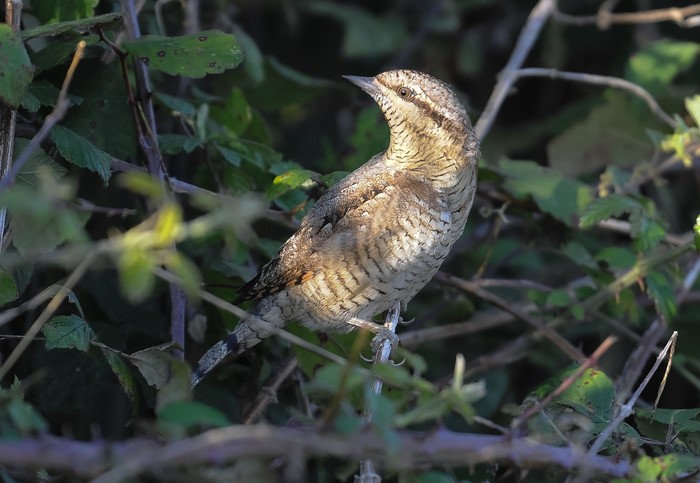 Wryneck