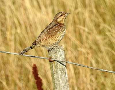 Wryneck