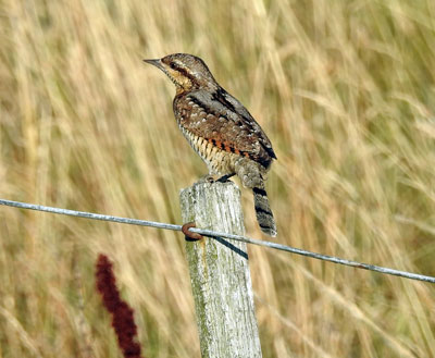 Wryneck