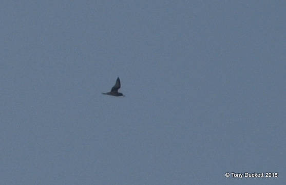 Cory's Shearwater