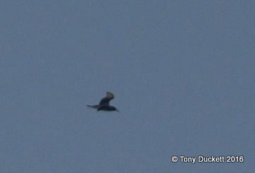 Cory's Shearwater