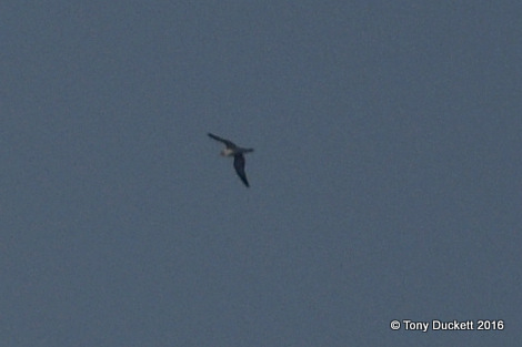 Cory's Shearwater