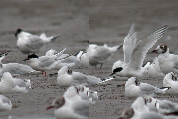 Roseate Tern
