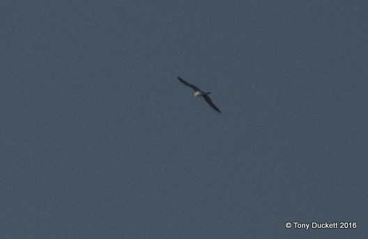 Cory's Shearwater
