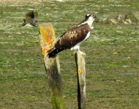 Osprey