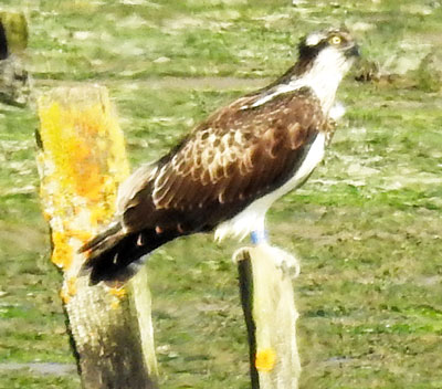 Osprey