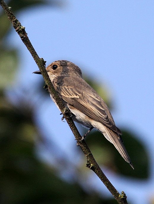Spotted Flycatcher