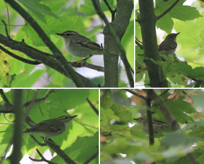 Arctic Warbler