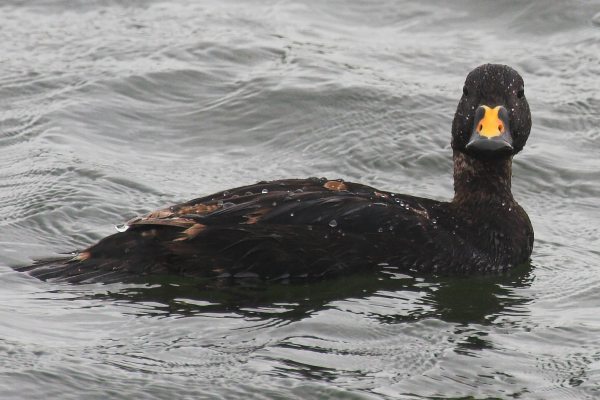 Common Scoter