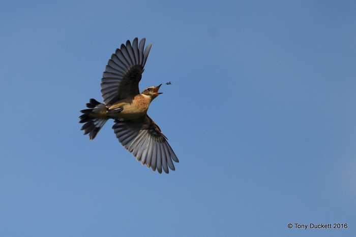 Whinchat