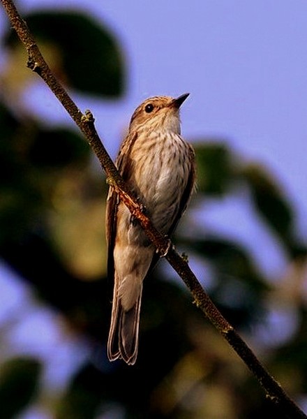 Spotted Flycatcher