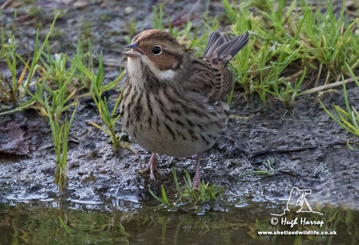 Little Bunting