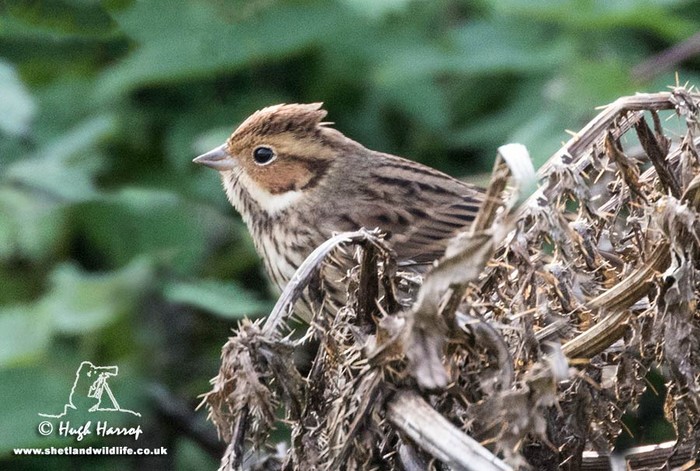 Little Bunting