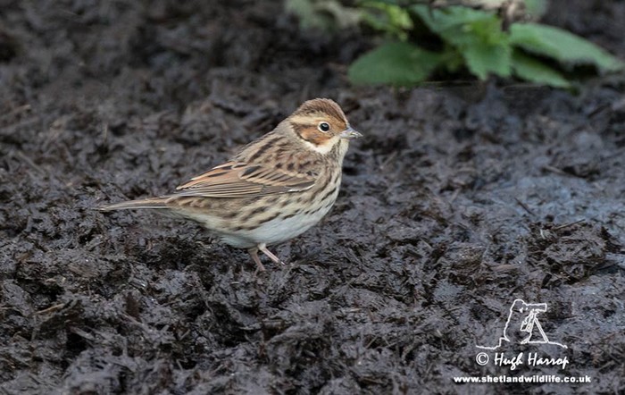 Little Bunting