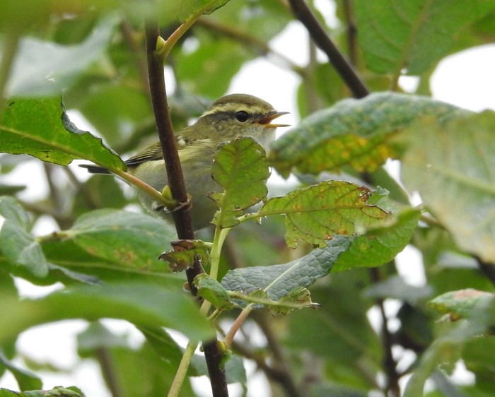 Yellow-browed Warbler